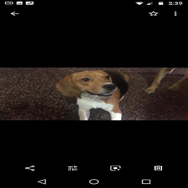 Vendo Lindo Beagle Tiene Un Mes Y Medio