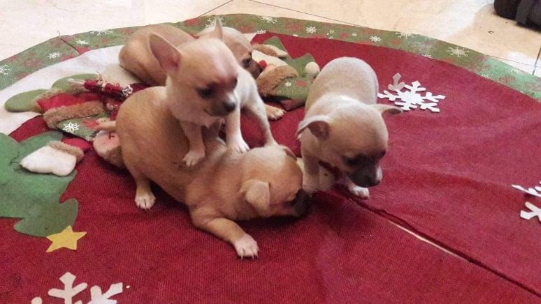 Vendo cachorros chihuahua