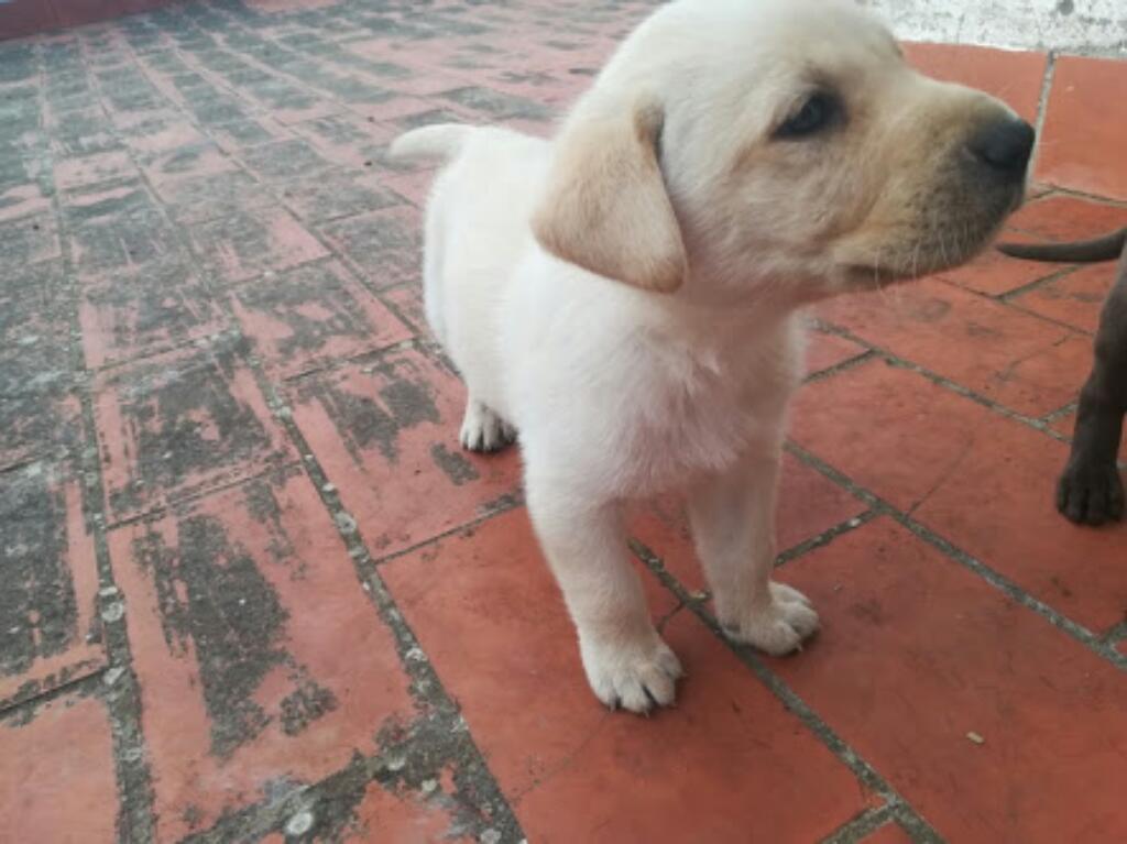 Venta de Cachorros Labradores