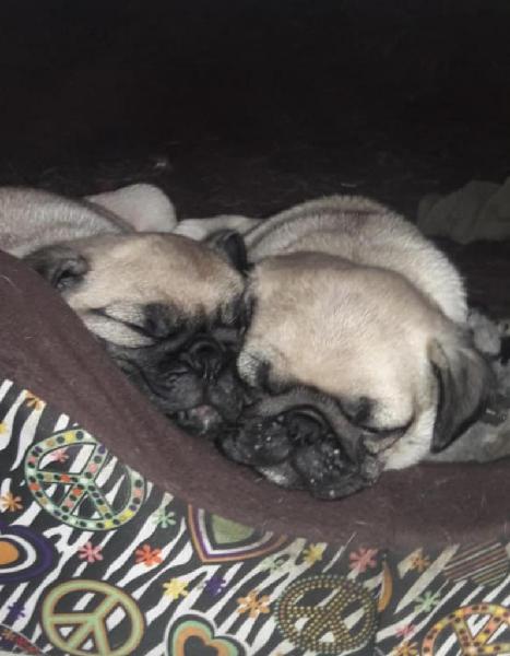 Venta de Cachorros Pug Carlino Raza Pura