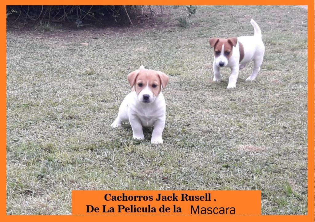 cachorros jack rusell DE LA PELICULA LA MASCARA