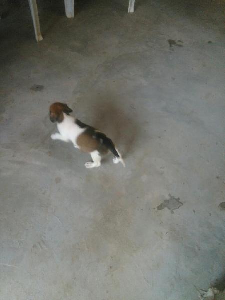ltima Cachorrita Beagle en Venta