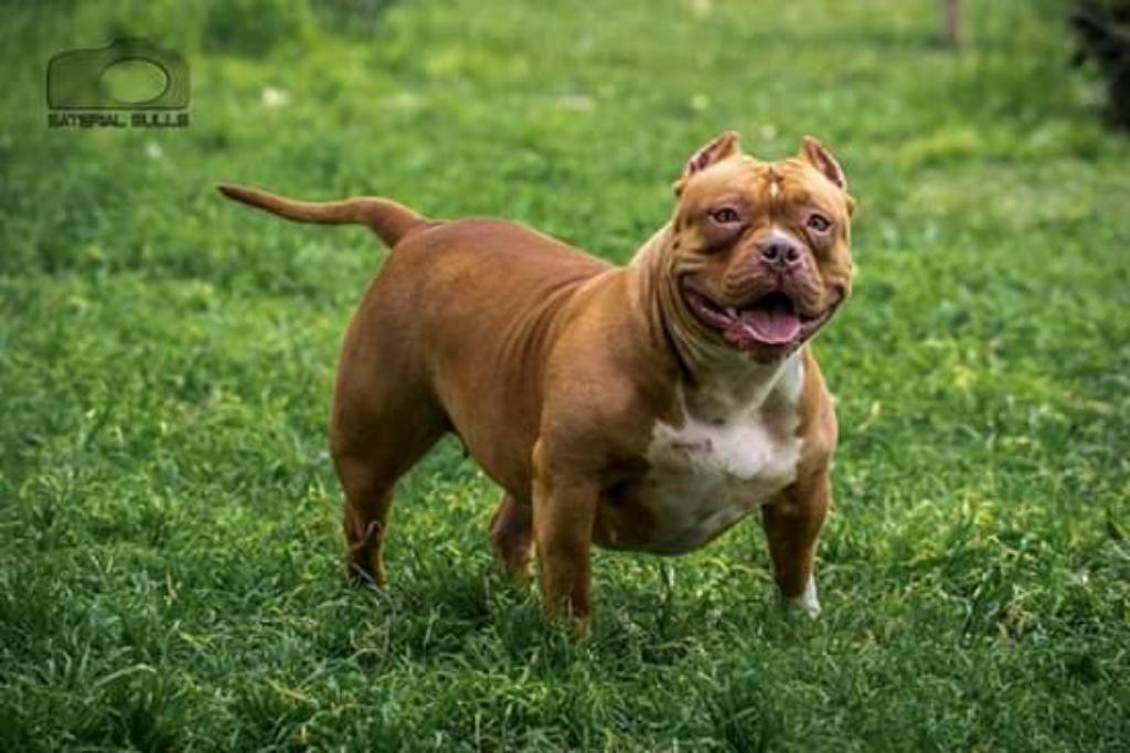 American Bully