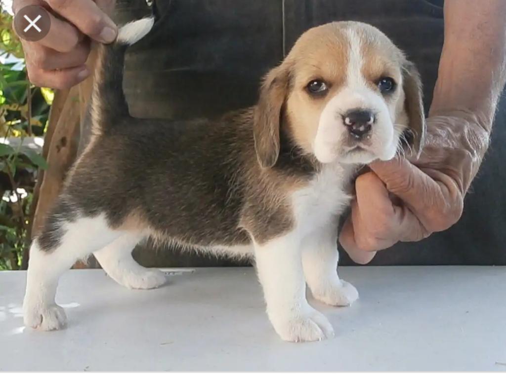 Beagles Cachorros