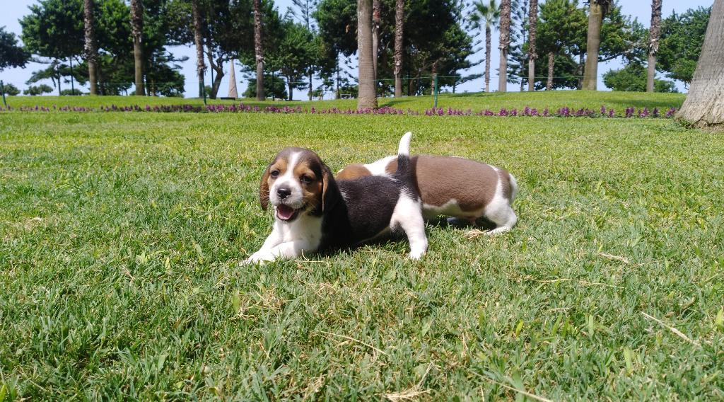 Beagles Lindos Cachorros