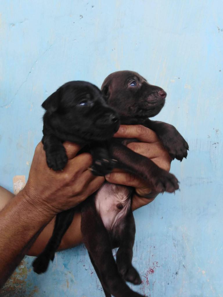 ¡¡CACHORROS LABRADORES!!