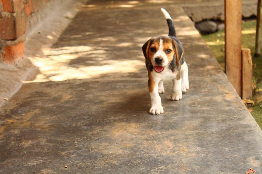 Cachorra Beagle disponible
