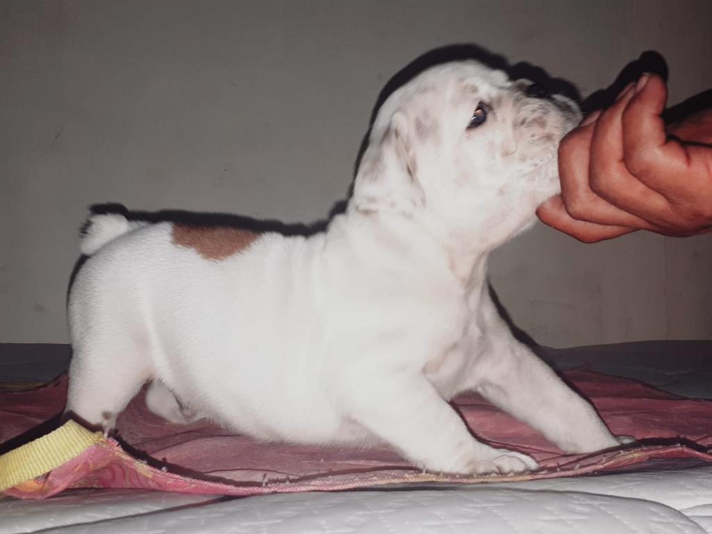 Cachorra Bulldog Inglés