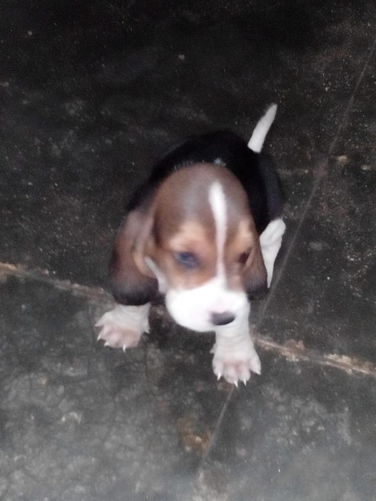 Cachorritos Basset Hound Chiclayo