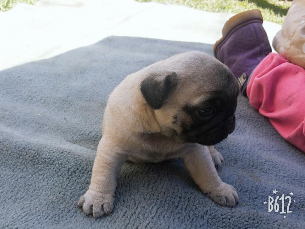 Cachorro Pug