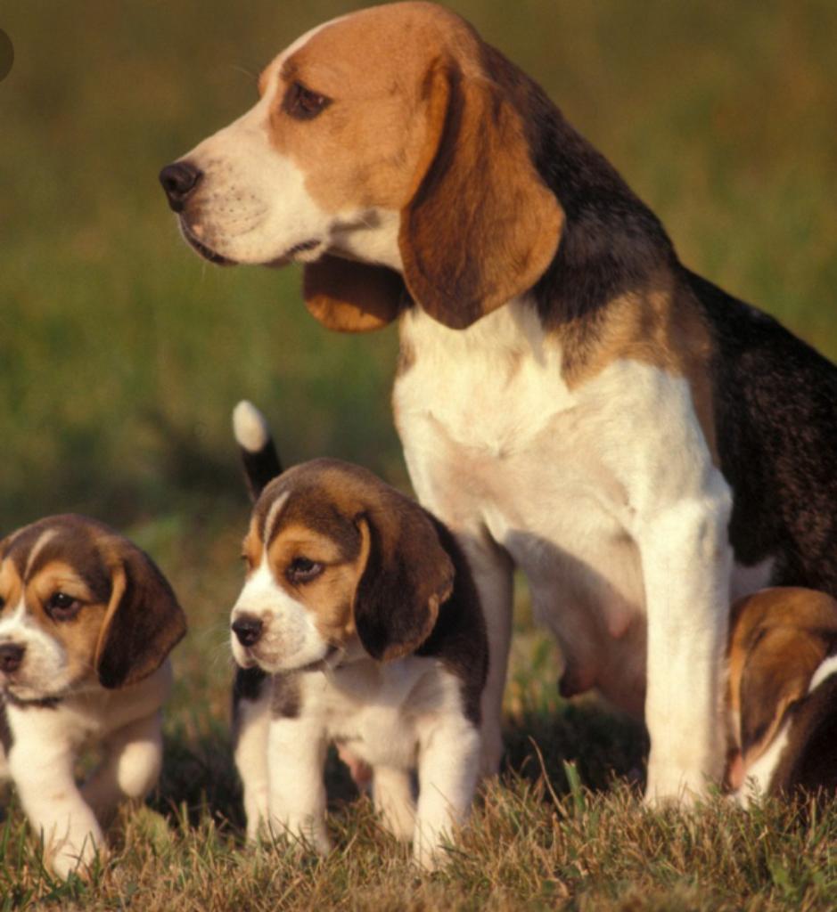 Cachorros Beagle