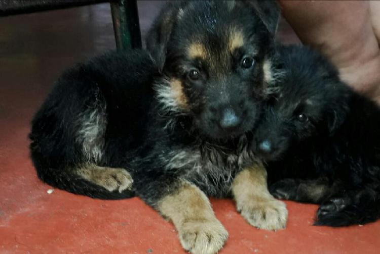 Cachorros Pastor Alemán