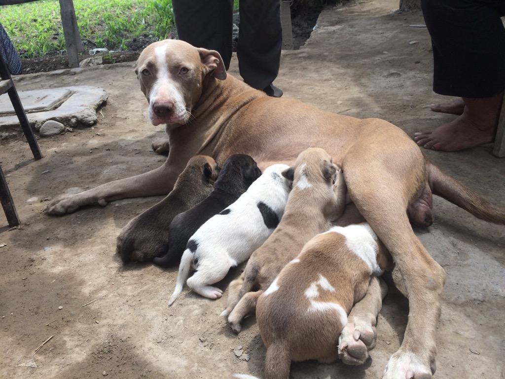 Cachorros Pittbull