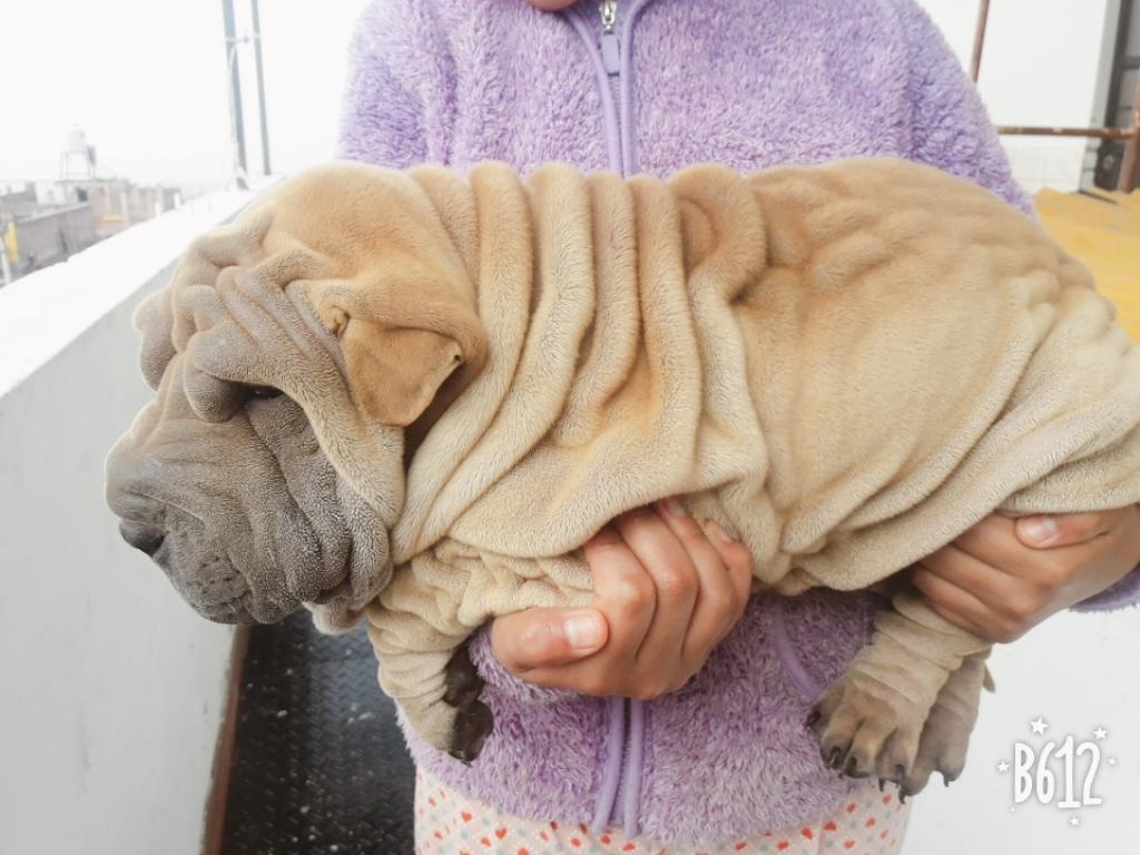 Cachorros Sharpei