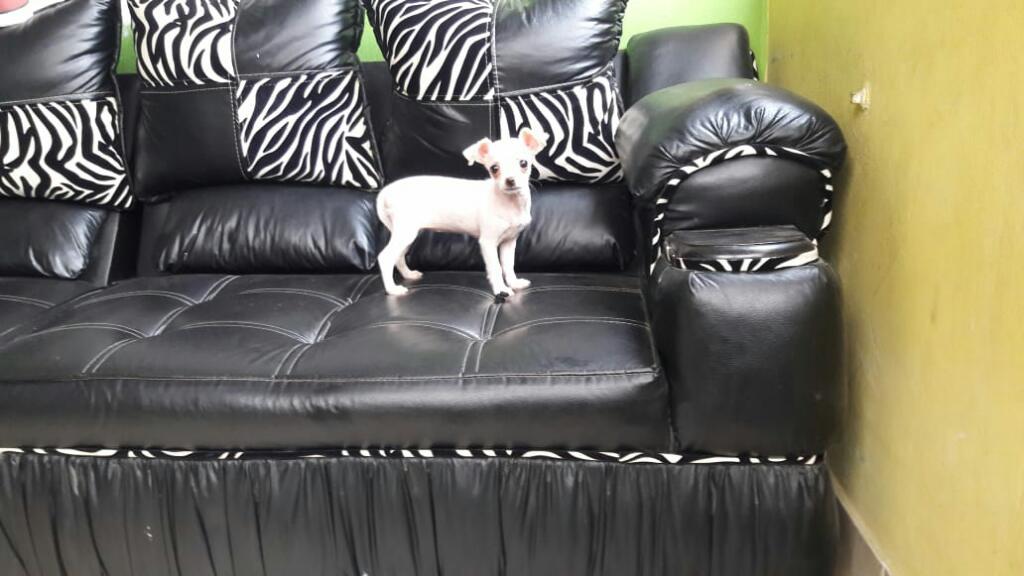 Chihuahua Hembra Blanca de 3 Meses