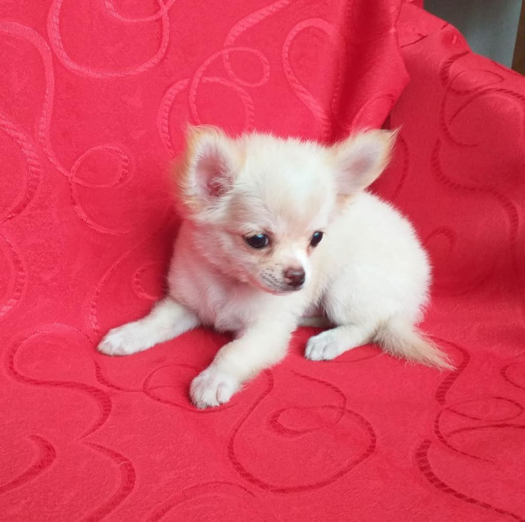 Chihuahua de Pelo Largo