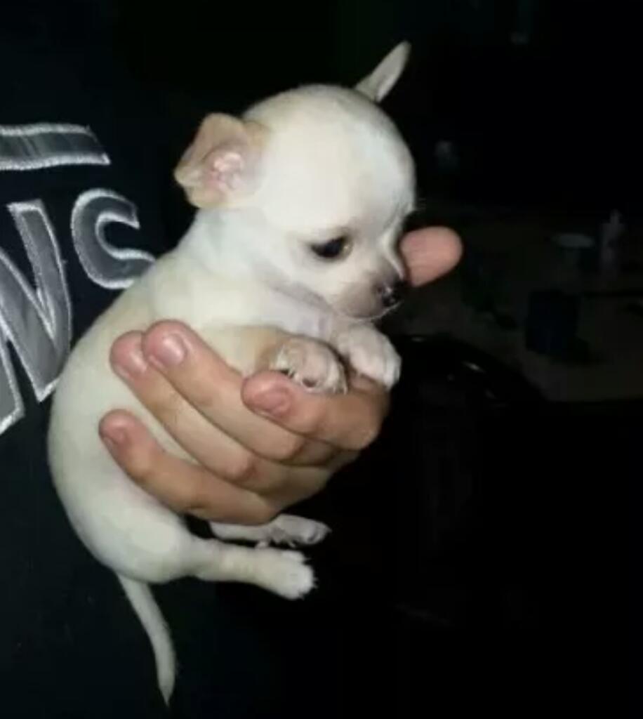 Chihuahuas Mini Negociable