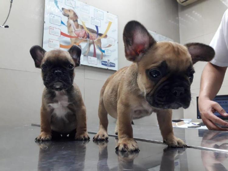 Hermosos Bulldog francs