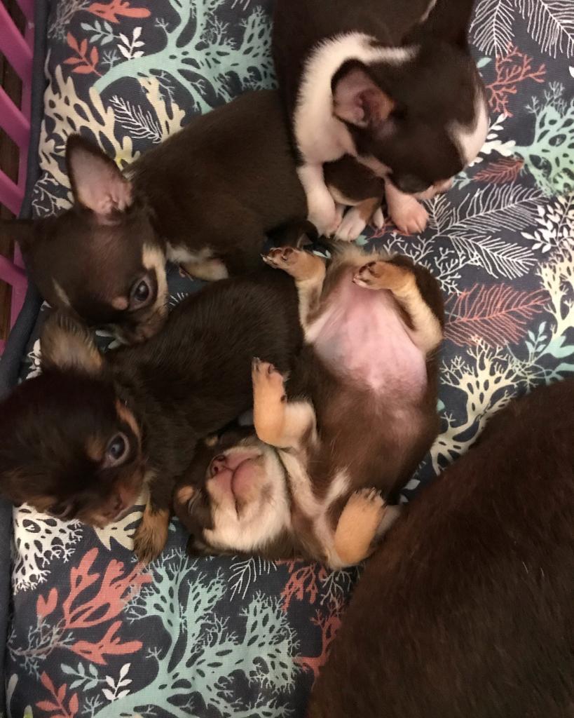 Hermosos Cachorros de Chihuahua