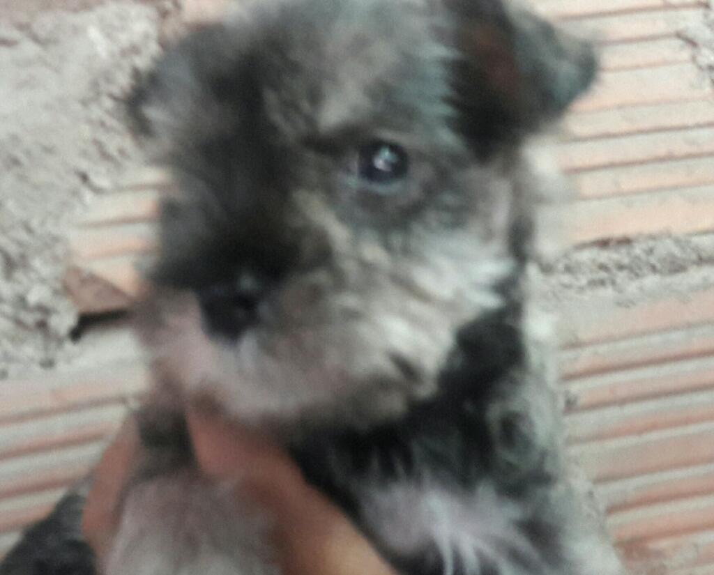 Mini Schnauzer Ideal para Depa.