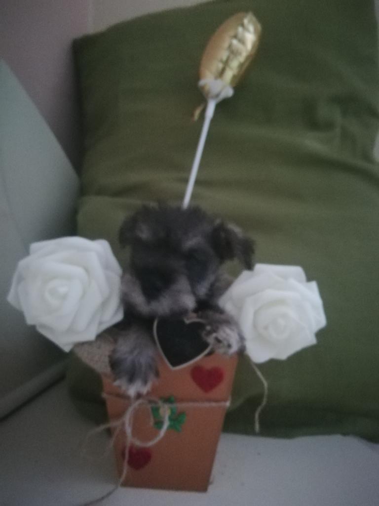 Schnauzer Miniatura