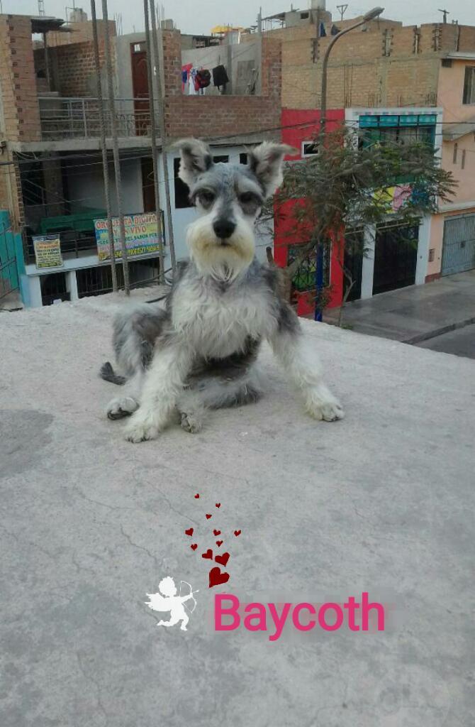 Servicio de Monta Schnauzer