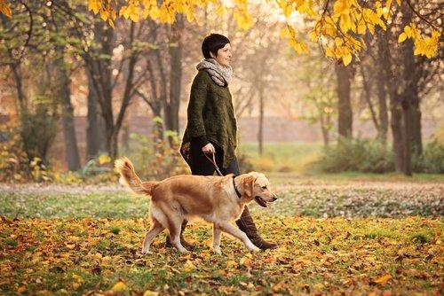 Servicio de paseo de perros