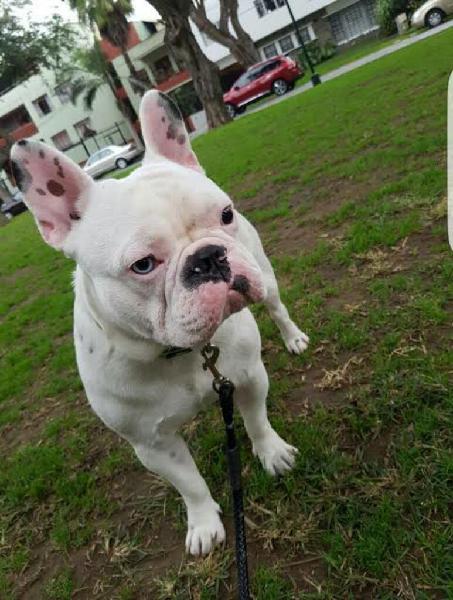 Unicos Pareja de Bulldog Frances