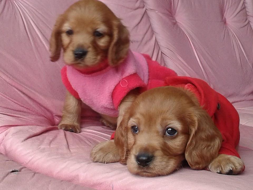 VENTA DE CACHORROS COCKER SPANIEL