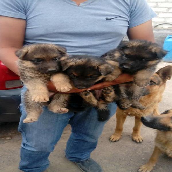 Vendo 3 Hermosos Cachorros Pastor Aleman