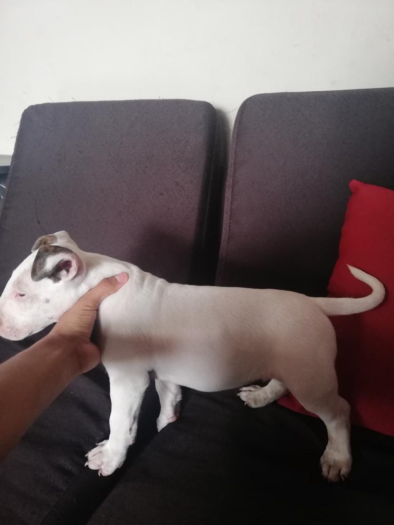 Vendo Bull Terrier 1 Mes Y Medio