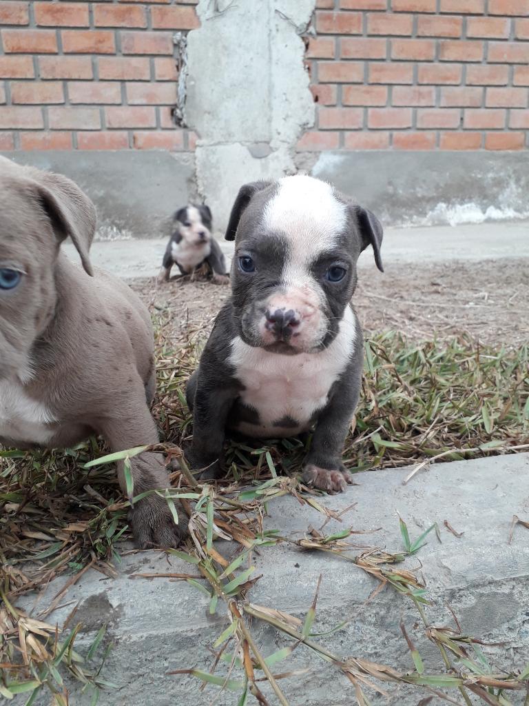 Vendo Cachorros American Bully