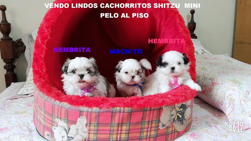 Vendo Precisos Cachorritos Shitzu Miniaturas Pelo Al
