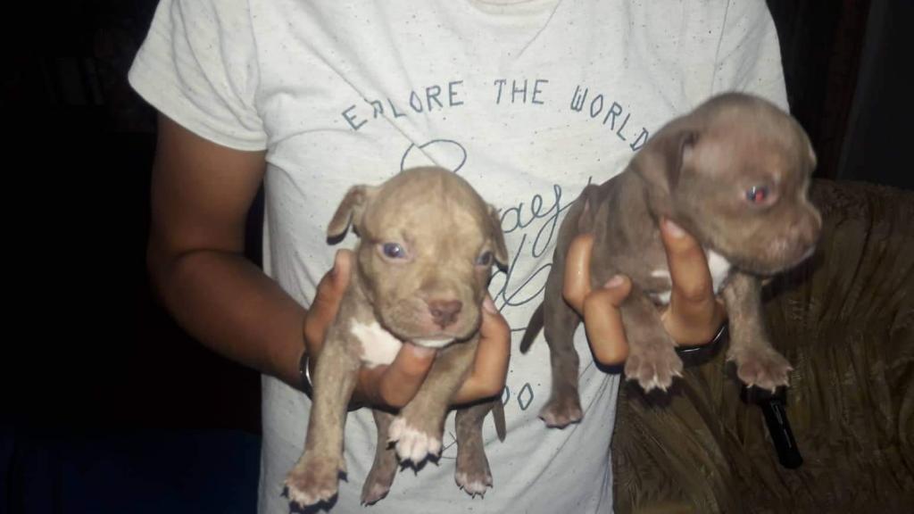 Venta de Cachorros Fusión Bully!