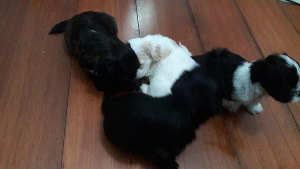 Venta de shih tzu