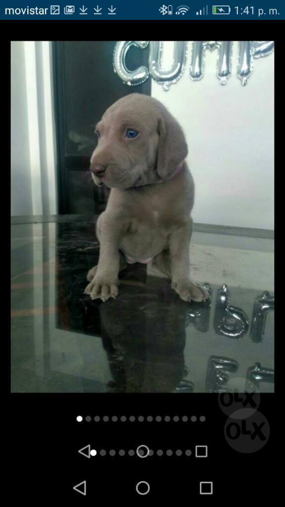 Weimaraner