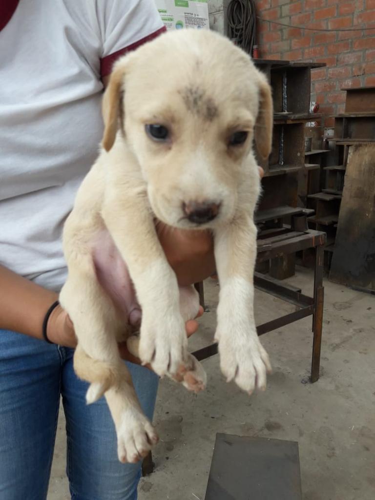 en Adopción