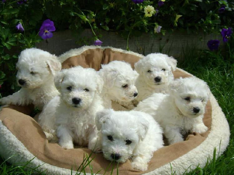 BICHON FRISE BELLOS NO BOTAN PELO A SOLO 400 SOLES