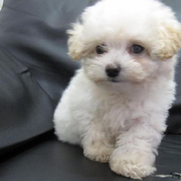 BICHON FRISE MACHO HENBRA BELLOS A 400 SOLES