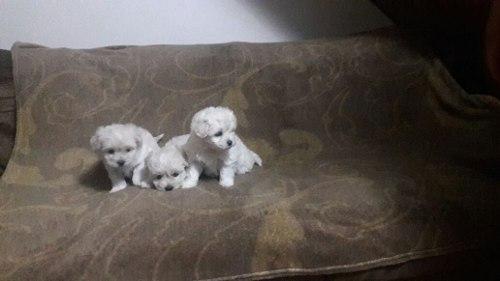 BICHON FRISE MIS CACHORROS