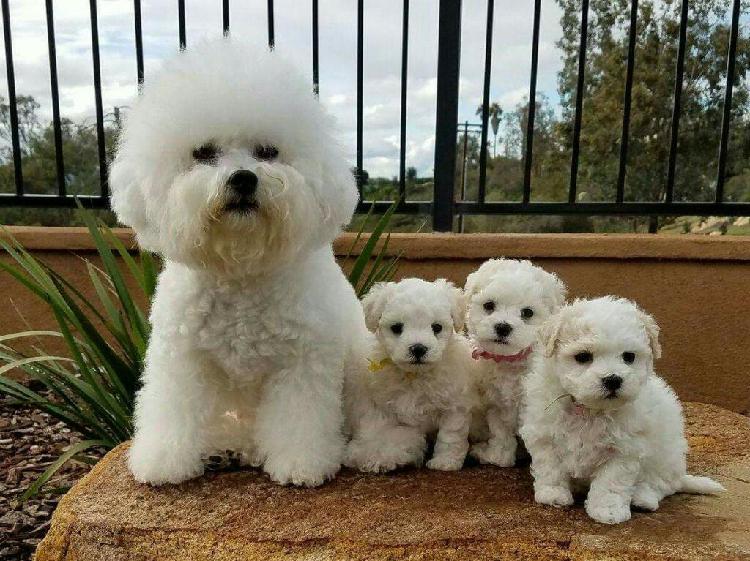 Tiernos Cachorros Bichon Frise Vacunados