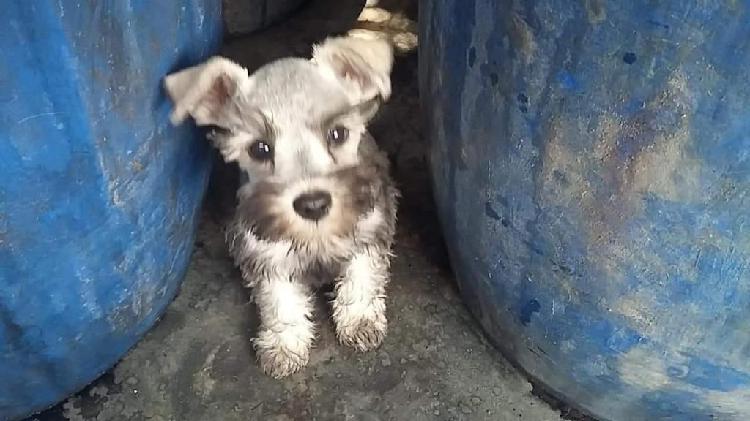 Cachorra schnauzer