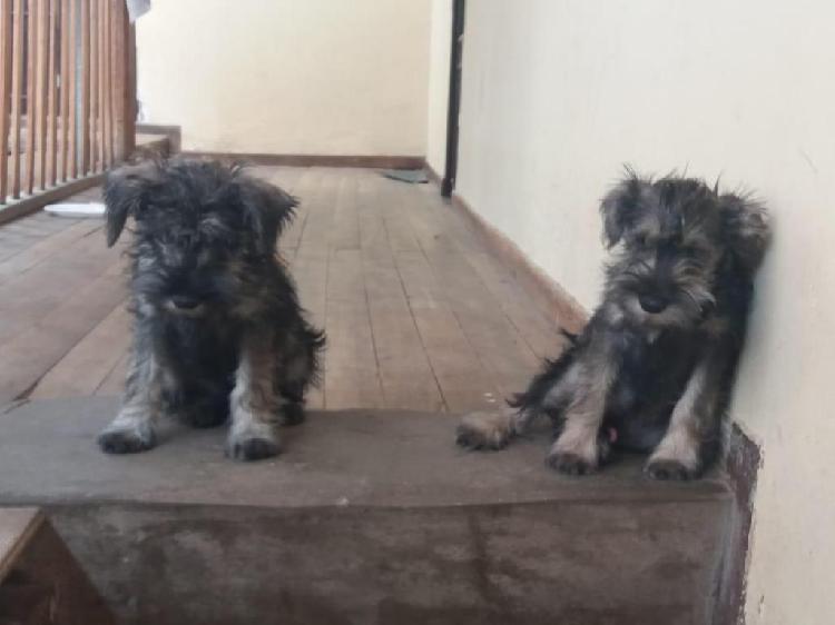 LINDOS SCHNAUZER MINIATURA