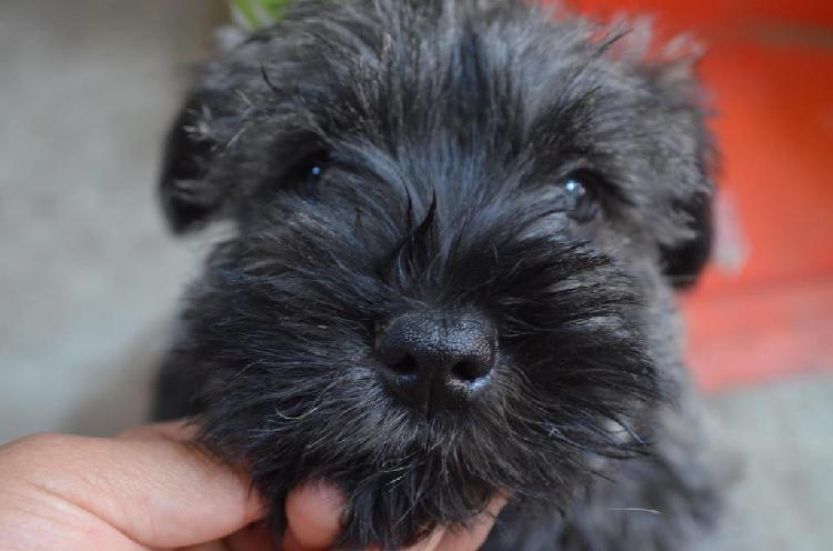 cachorritas schnauzers