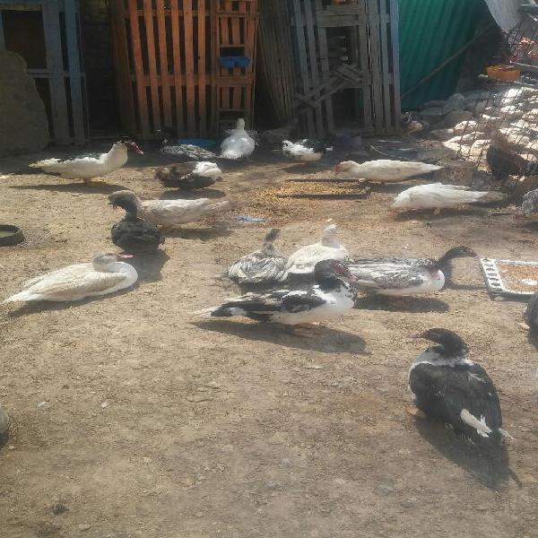 Vendo Patos Criollos para Consumo Y Cria