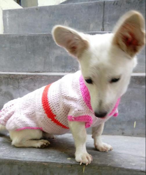 Bella Cruce de Chihuahua en Adopcion