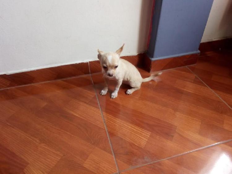 Cachorro Chihuahua Macho