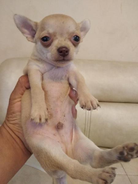 Cachorros Chihuahua