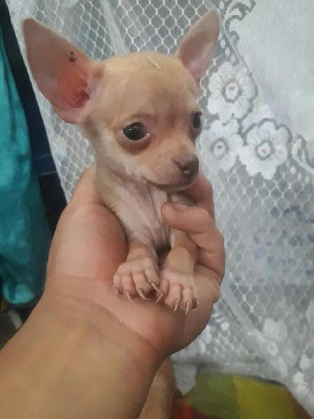 Se Vende Perritos Chihuahua de Linaje
