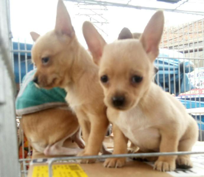 Vendo Cachorras Chihuahuas Toy